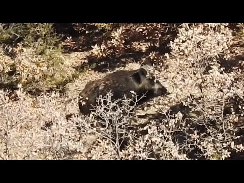 SUPER WILD BOAR HUNT EFSANE AZILI DOMUZ VURUŞLARI
