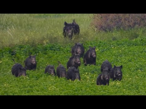 EPIC DRIVEN WILD BOAR HUNTING BEST DRONE SCENES BEST