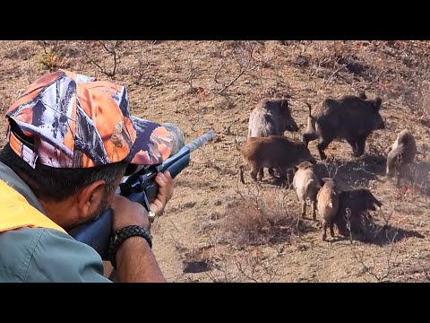 TOP 10 DRIVEN WILD BOAR HUNTS PERFECT RIFLE SHOTS hunting