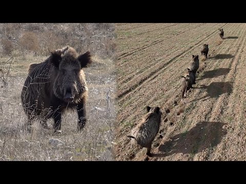 NON STOP ACTION Awesome BOAR Hunts EXCITING Chase