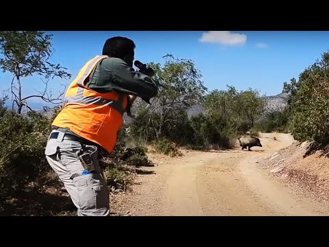 EXTREME WILD BOAR HUNTS ISPARTA DOMUZ AVLARI