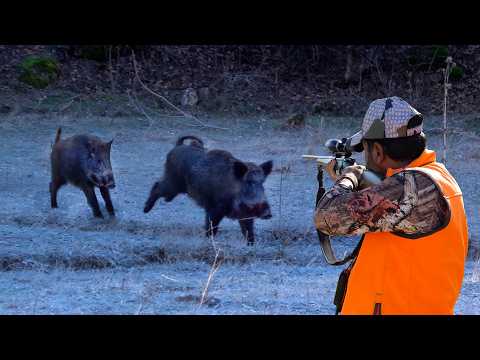 EXCITING BOAR CHASE Unbelievable Shots TOP HUNTING Scenes