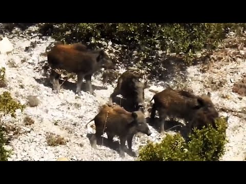 BEST WILD BOAR HUNTS 3 EN İYİ DOMUZ AVLARI