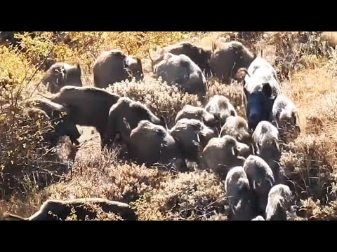 BEST WILD BOAR HUNTS EN İYİ DOMUZ AVLARI