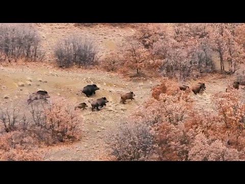 STRONG WILD BOAR HUNTS ÇELİK YELEK GİYMİŞ DOMUZLAR CHASSE
