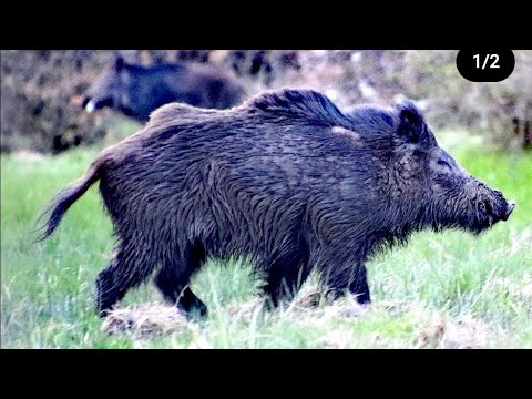 BEST WILD BOAR HUNTING IN WINTER KARDA DOMUZ AVI