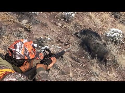 EPIC HUGE WILD BOAR HUNTS LONG RANGE PERFECT SHOTS WILD LIFE