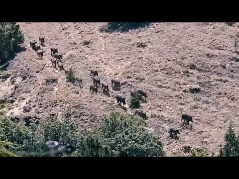 CROWD WILD BOAR HUNT 2 ELMADAĞ KIRIKKALE DOMUZ AVI