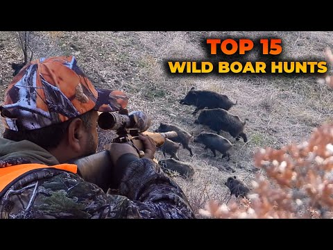 TOP 15 WILD BOAR HUNTS BEST SCENES EN İYİ 15 DOMUZ VURUŞU