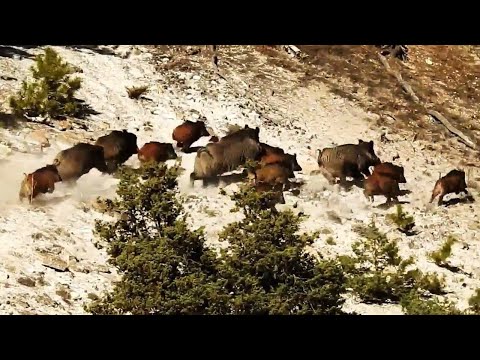 PERFECT WILD BOAR HUNTING ADVENTURE MUHTEŞEM DOMUZ ATIŞLARI