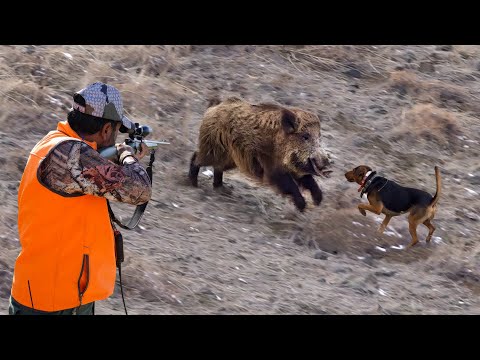 HUGE BOARS FEARLESS DOGS INCREDIBLE HUNTS PERFECT SHOTS