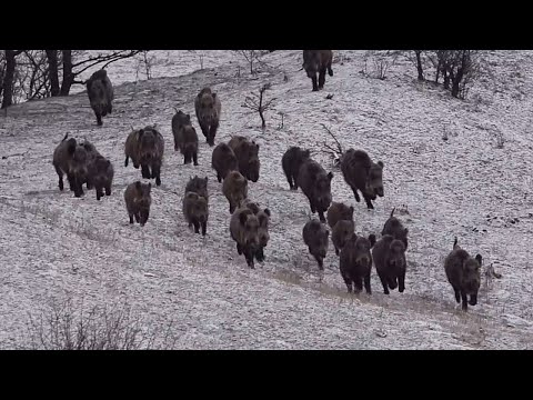 INSANE WILD BOAR HUNTING KALABALIK DOMUZ SÜRÜSÜ AVI