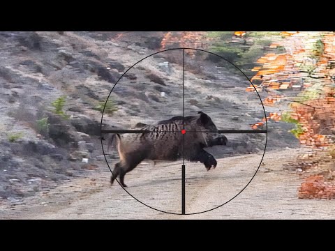 EXCITING WILD HOG HUNTS AMAZING BOAR SHOTS BEST SCENES