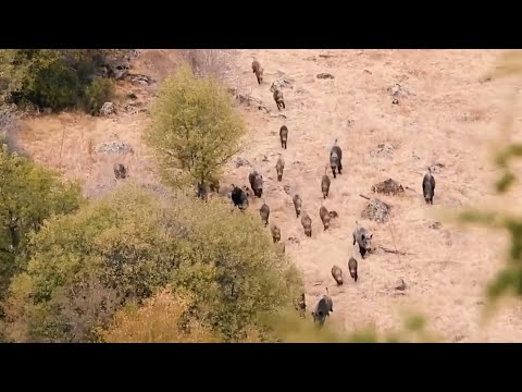 WILD BOAR HUNTING ADVENTURE HEYECANLI DOMUZ AVI 2020