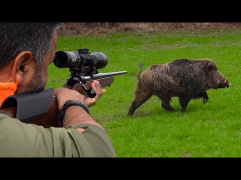 27 Incredible Wild Boar Shots in 17 Minutes BEST OF HUNTING