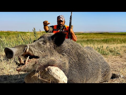 MONSTER WILD BOAR HUNTING KOÇHİSAR CANAVARI DOMUZ AVI