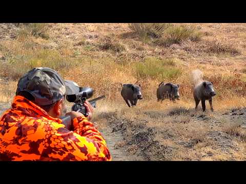 MONSTER BOAR INVASION Incredible Shots The Most Exciting
