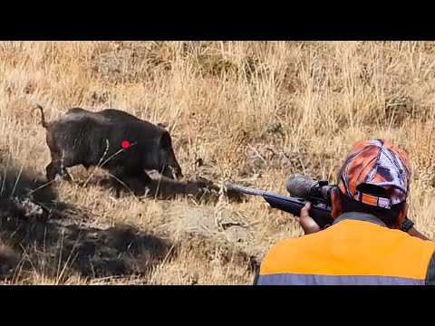 HARİKA DOMUZ VURUŞLARI PERFECT WILD BOAR SHOTS BEST SCENES