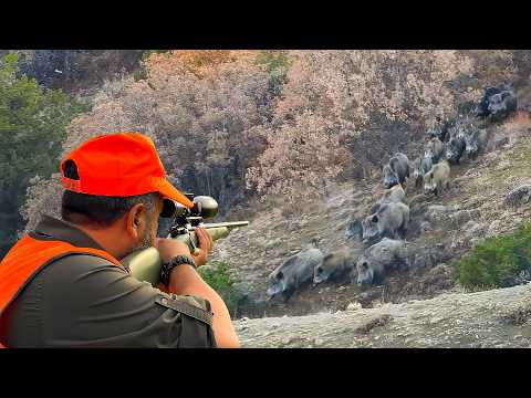 INCREDIBLE MASSIVE WILD BOAR HERDS AMAZING HOG SHOTS
