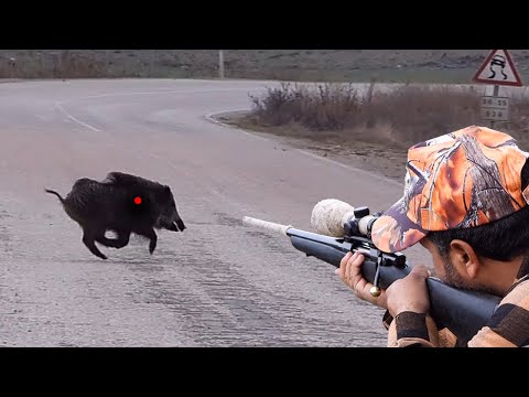 AMAZING WILD BOAR HUNTS PERFECT SHOTS CAÇADA DE JAVALI