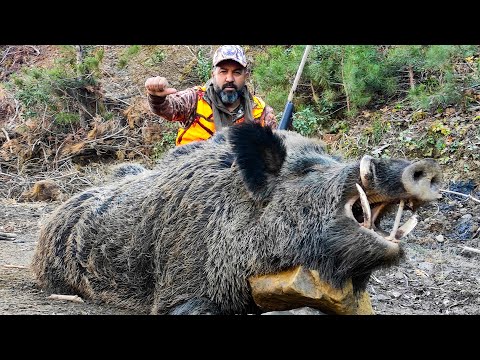 TOP GIANT WILD BOAR HUNTS MUHTEŞEM AZILI DOMUZ VURUŞLARI
