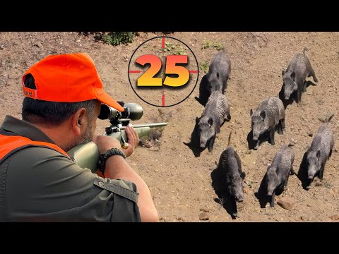 25 Perfect Shots in 14 Minutes BEST Moments of WILD BOAR