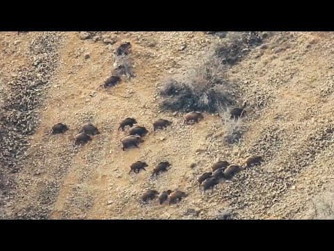 TOP 10 WILD BOAR HUNTS IN WINTER KIŞIN EN İYİ DOMUZ AVLARI