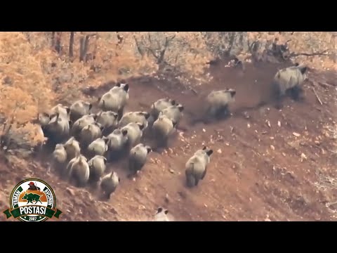 AWESOME WILD BOAR HUNT 550 METREDE DOMUZ VURMAK