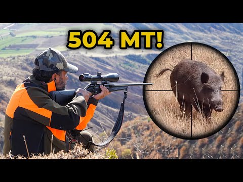IMPOSSIBLE SHOT Wild Boar Shot at 504 Meters Best Wild Boar