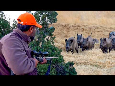 HUNTING MASSIVE WILD BOAR HERDS NONSTOP ACTION