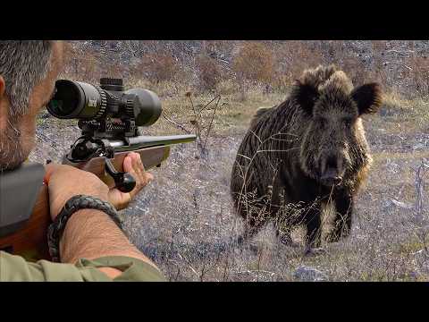 HUNTER vs GIANT MONSTER BOARS 40 Perfect Wild Boar Shots