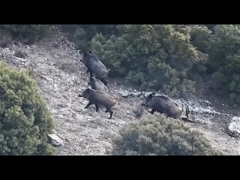 AMAZING WILD BOAR HUNTING VIDEO MUHTEŞEM DOMUZ AVLARI