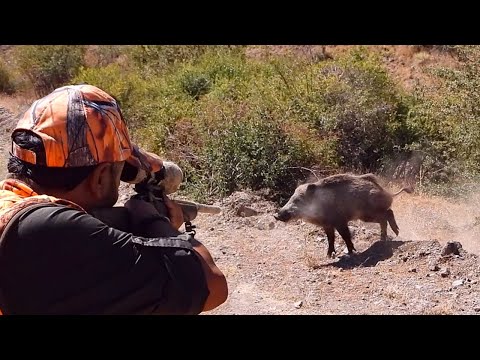 TOP WILD BOAR HUNTS EN İYİ DOMUZ AVLARI