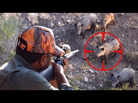 PERFECT WILD BOAR HEADSHOTS ULTIMATE HUNTING ADVENTURE