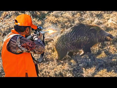 HUNTING the BEAST PERFECT Shots on WILD BOARS Fearless Dogs