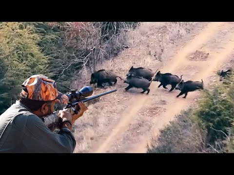 LONG RANGE WILD BOAR HUNTING UZUN MESAFE DOMUZ VURUŞLARI