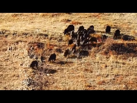 FULL ACTION WILD BOAR HUNT 3 AKSİYON DOLU DOMUZ AVI 3