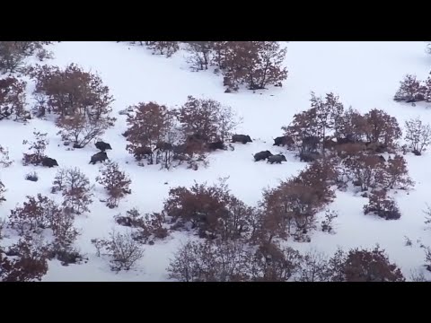 WILD BOAR HUNTING IN WINTER KIŞIN DOMUZ AVLARI