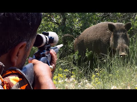 Top DANGEROUS BOAR Hunts FEARLESS Dogs Extreme Close Up