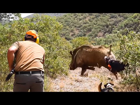 DANGEROUS BOARS 100 Shots in 20 Minutes Best HUNTING