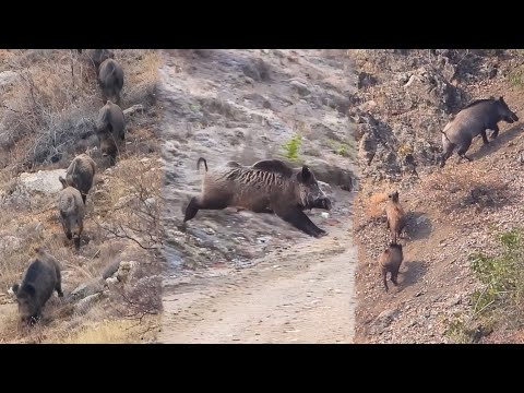 22 Wild Boar Shots in 12 Minutes BEST OF HUNTING Compilation