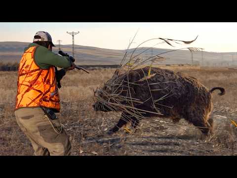 GIANT MONSTER BOAR ATTACK Epic Hunts Unbelievable Shots