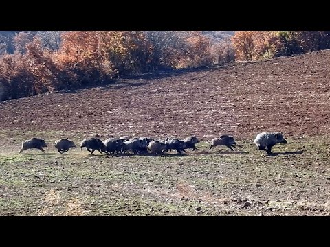 WILD BOAR HUNT DOMUZ AVI VİDEOLARI 5