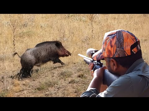 BREATHTAKING WILD BOAR HUNT ADVENTURE BEST SCENES HOG