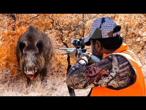 GIANT WILD BOAR ATTACK Breathtaking Moments Incredible