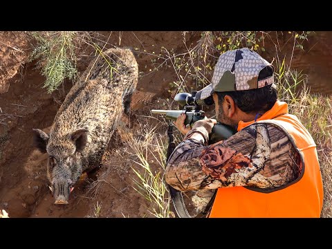 GIANT MONSTER BOARS Incredible Close Range Shots Fearless