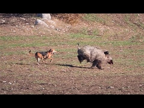 CHASING GIANT WILD BOAR DEVASA AZILI DOMUZUN PEŞİNDE