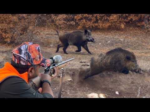 GIANT MONSTER BOAR HUNTS Incredible SHOTS Breathtaking