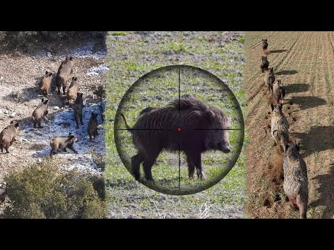 25 Amazing Shots in 15 Minutes BEST OF Hunting Compilation