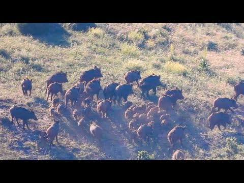 AMAZING DRIVEN WILD BOAR HUNT MUHTEŞEM DOMUZ SÜREK AVI